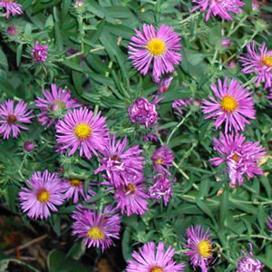  Aster nova-belgii Purple Glory